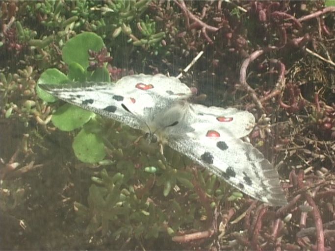 Roter Apollo ( Parnassius apollo ), hinter Glas in einer Aufzuchtvoliere : Schmetterlingsparadies Langschlägerwald im Waldviertel, Niederösterreich, 08.07.2007